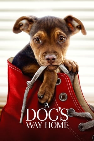 A Dogs Way Home (2019) Hindi Dual Audio [900MB] - Movierulz